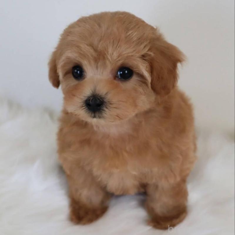 販売中の岡山県のマルプー:マルチーズ×トイプードル-427741の3枚目