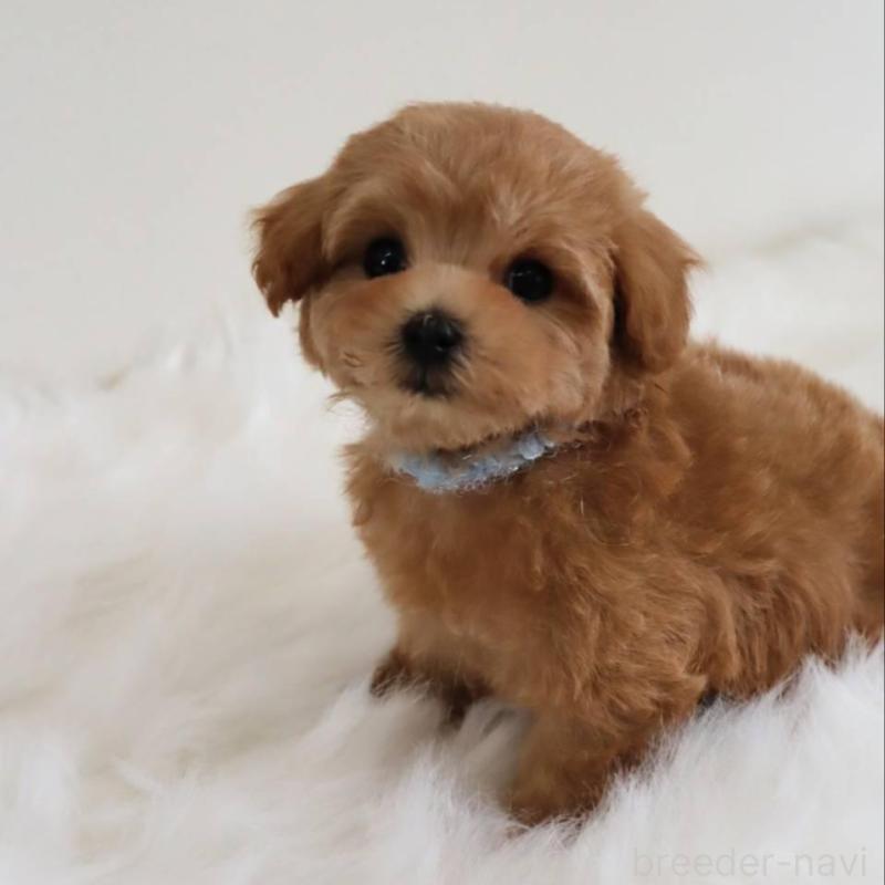 販売中の岡山県のマルプー:マルチーズ×トイプードル-427741の2枚目