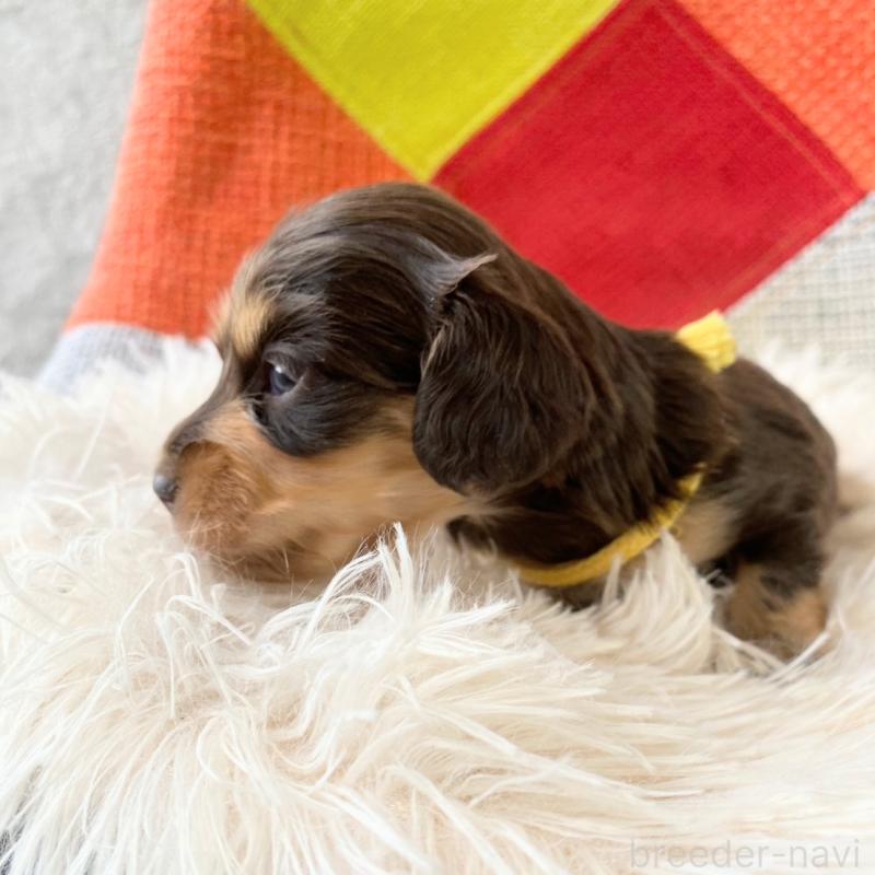 販売中の和歌山県のミニチュアダックスフンド(ロングヘアード)-427743の9枚目