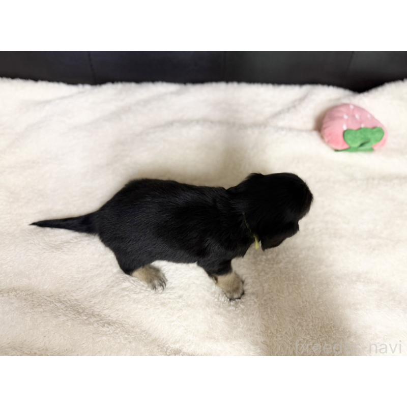 販売中の愛知県のミニチュアダックスフンド(ロングヘアード)-427742の4枚目