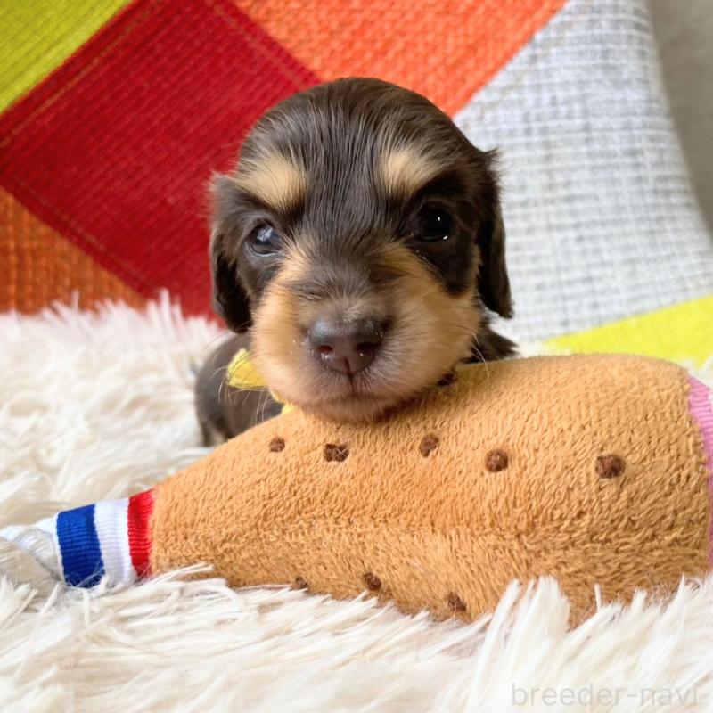 販売中の和歌山県のミニチュアダックスフンド(ロングヘアード)-427743の8枚目