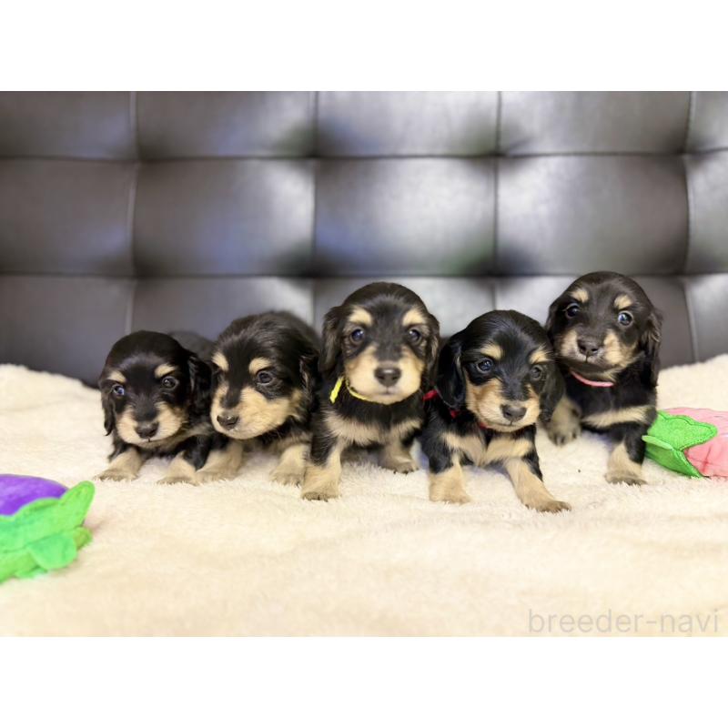 販売中の愛知県のミニチュアダックスフンド(ロングヘアード)-427742の3枚目