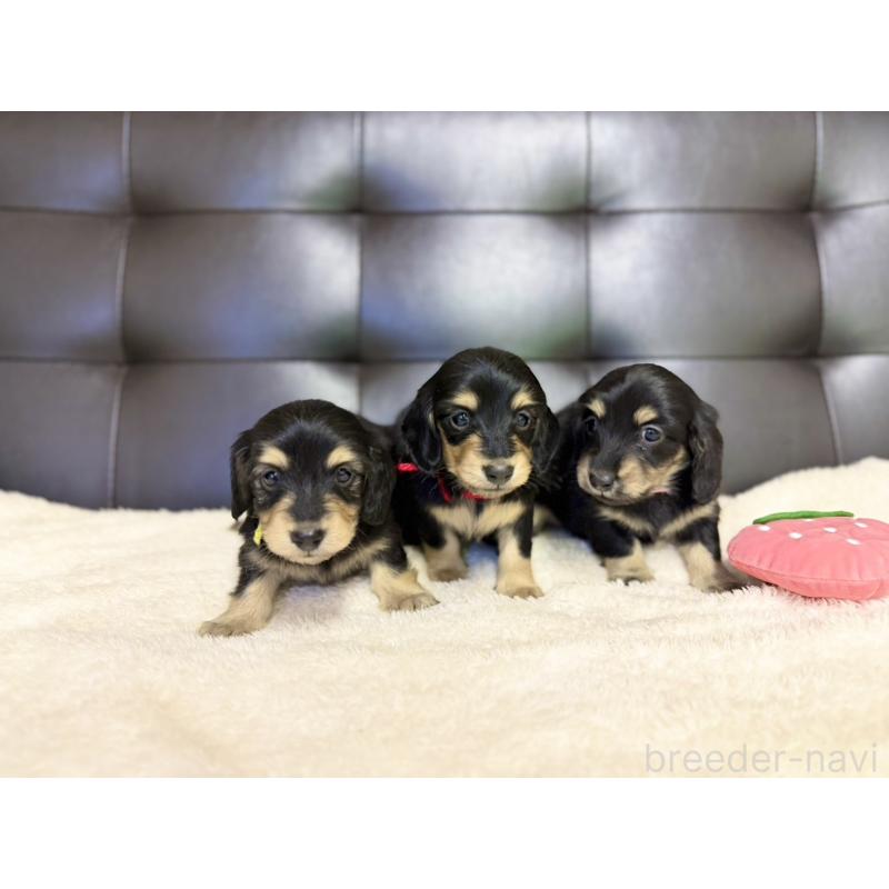 販売中の愛知県のミニチュアダックスフンド(ロングヘアード)-427742の2枚目