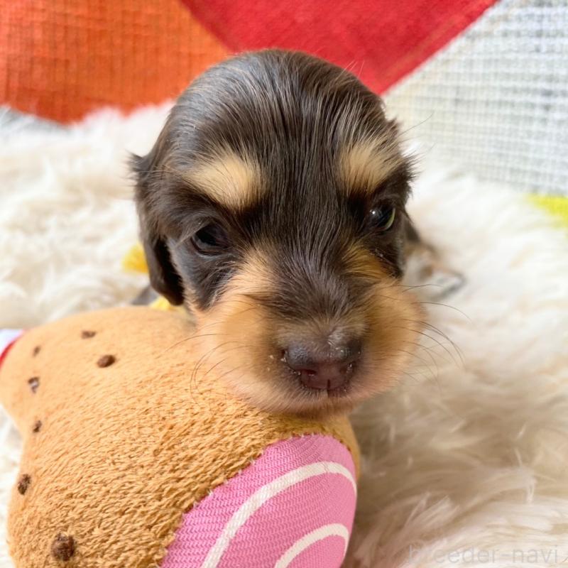 販売中の和歌山県のミニチュアダックスフンド(ロングヘアード)-427743の7枚目