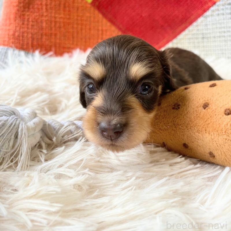 販売中の和歌山県のミニチュアダックスフンド(ロングヘアード)-427743の6枚目