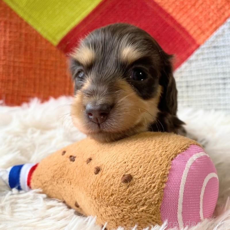 販売中の和歌山県のミニチュアダックスフンド(ロングヘアード)-427743の5枚目