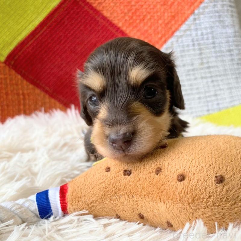 販売中の和歌山県のミニチュアダックスフンド(ロングヘアード)-427743の4枚目