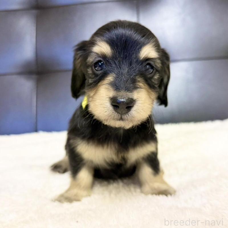 販売中の愛知県のミニチュアダックスフンド(ロングヘアード)-427742