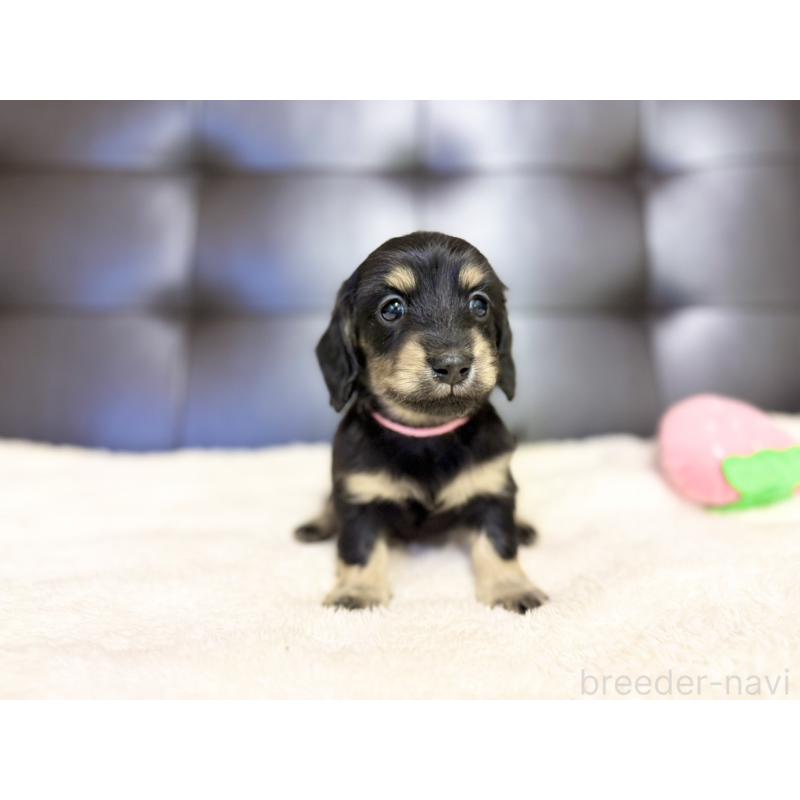 販売中の愛知県のミニチュアダックスフンド(ロングヘアード)-427744の7枚目