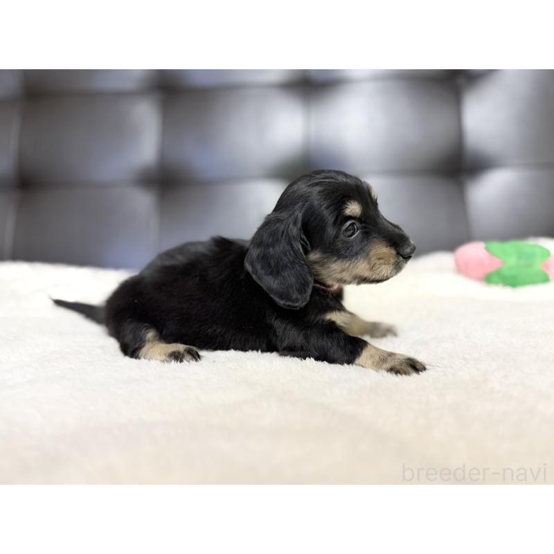 販売中の愛知県のミニチュアダックスフンド(ロングヘアード)-427744の5枚目