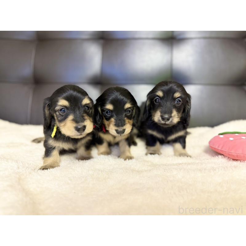 販売中の愛知県のミニチュアダックスフンド(ロングヘアード)-427744の2枚目