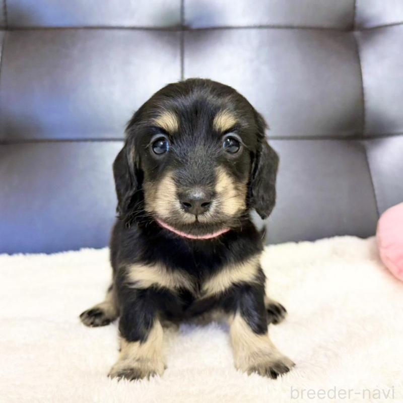 販売中の愛知県のミニチュアダックスフンド(ロングヘアード)-427744