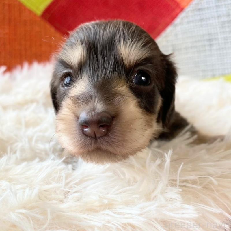 販売中の和歌山県のミニチュアダックスフンド(ロングヘアード)-427746