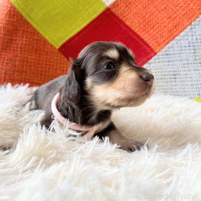 販売中の和歌山県のミニチュアダックスフンド(ロングヘアード)-427746の9枚目