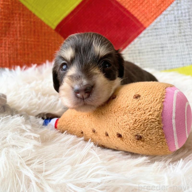 販売中の和歌山県のミニチュアダックスフンド(ロングヘアード)-427746の8枚目