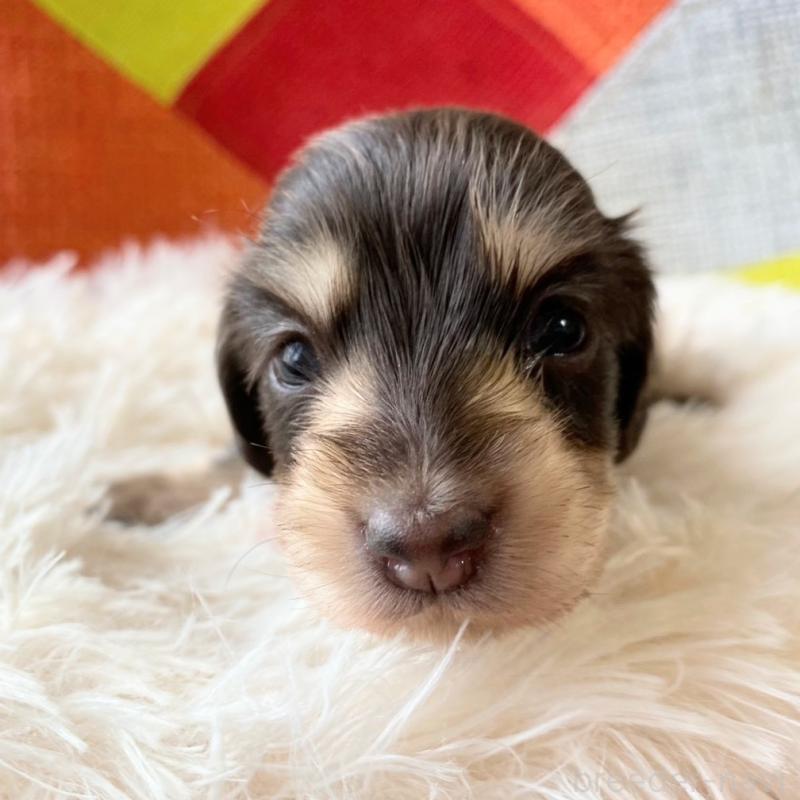 販売中の和歌山県のミニチュアダックスフンド(ロングヘアード)-427746の7枚目