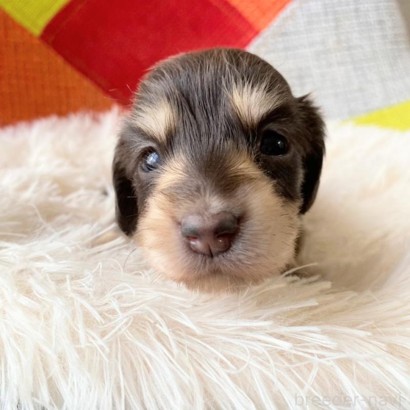 販売中の和歌山県のミニチュアダックスフンド(ロングヘアード)-427746の6枚目