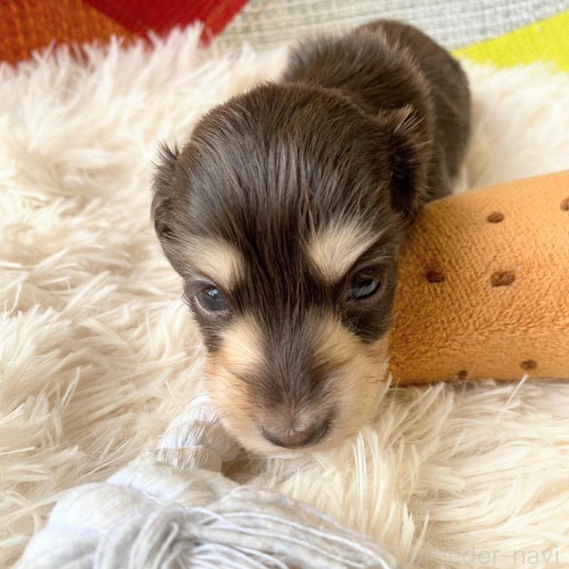 販売中の和歌山県のミニチュアダックスフンド(ロングヘアード)-427746の5枚目