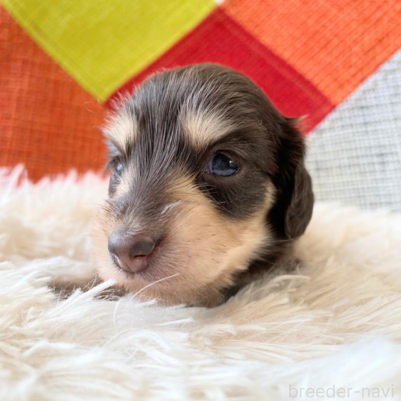 販売中の和歌山県のミニチュアダックスフンド(ロングヘアード)-427746の4枚目