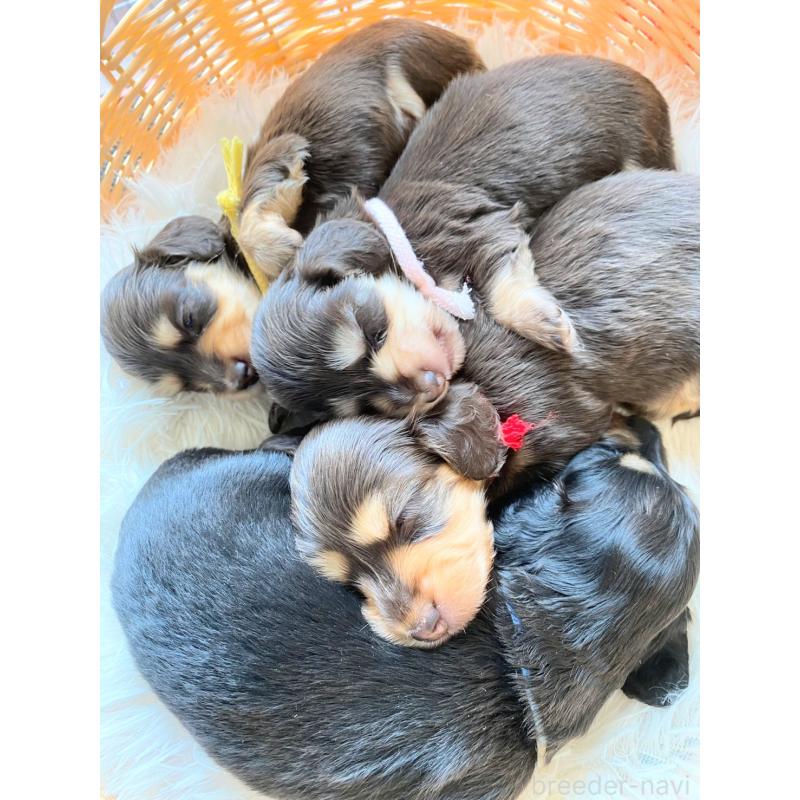 販売中の和歌山県のミニチュアダックスフンド(ロングヘアード)-427746の2枚目