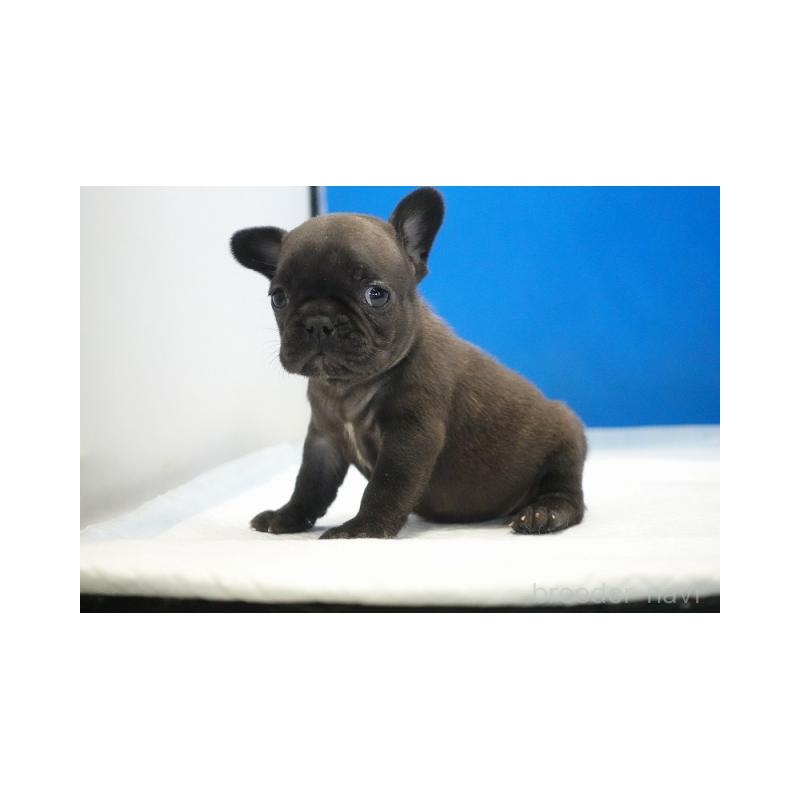 販売中の愛知県のフレンチブルドッグ-427745の5枚目