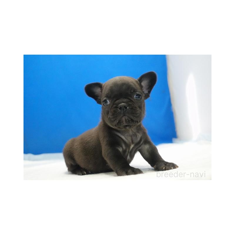 販売中の愛知県のフレンチブルドッグ-427745の3枚目