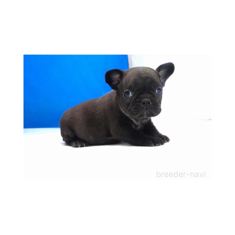 販売中の愛知県のフレンチブルドッグ-427745の2枚目