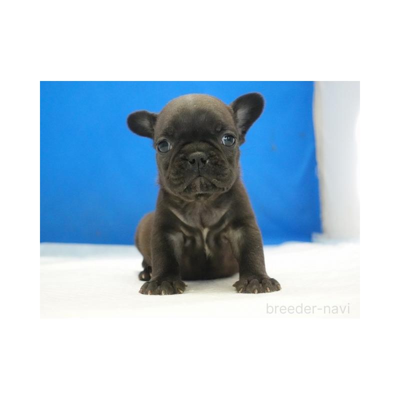 販売中の愛知県のフレンチブルドッグ-427745