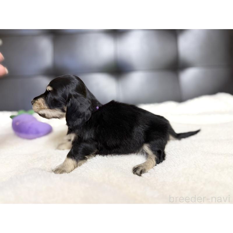 販売中の愛知県のミニチュアダックスフンド(ロングヘアード)-427747の6枚目