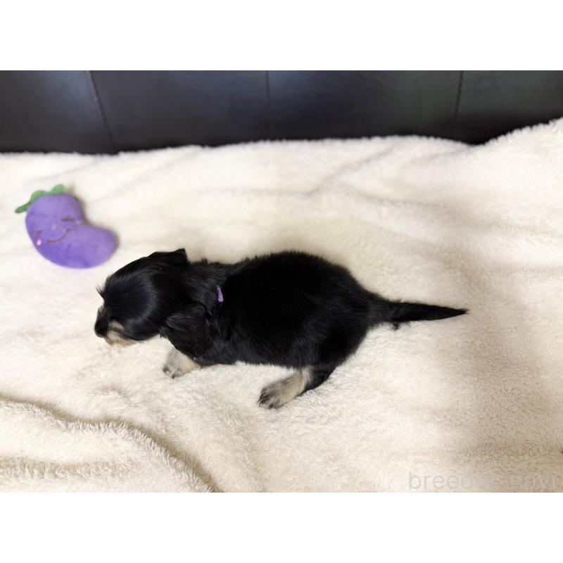 販売中の愛知県のミニチュアダックスフンド(ロングヘアード)-427747の5枚目