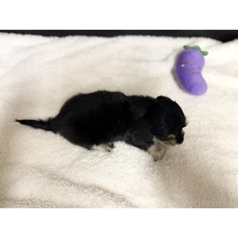 販売中の愛知県のミニチュアダックスフンド(ロングヘアード)-427747の4枚目