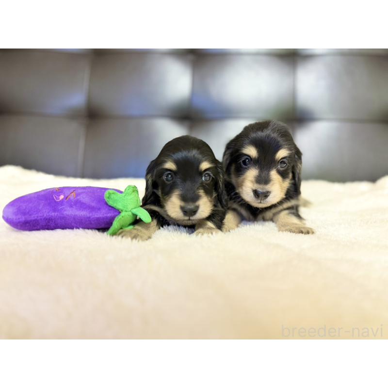 販売中の愛知県のミニチュアダックスフンド(ロングヘアード)-427747の2枚目