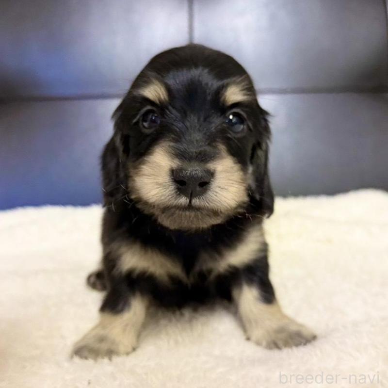 販売中の愛知県のミニチュアダックスフンド(ロングヘアード)-427747の1枚目