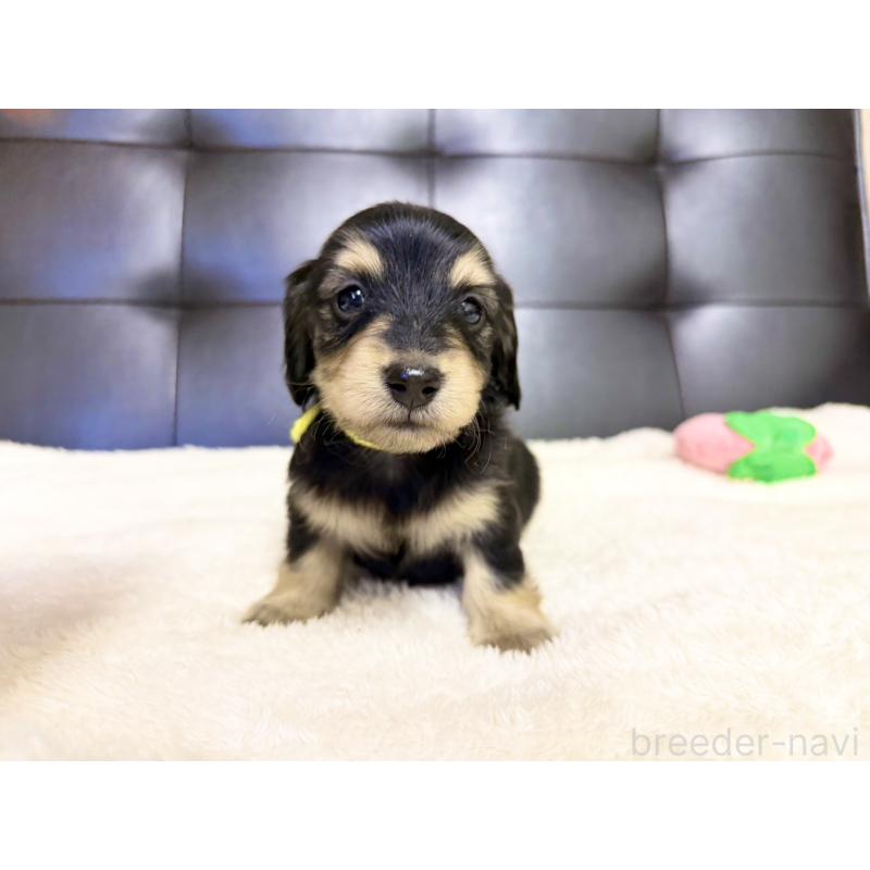 販売中の愛知県のミニチュアダックスフンド(ロングヘアード)-427749の8枚目