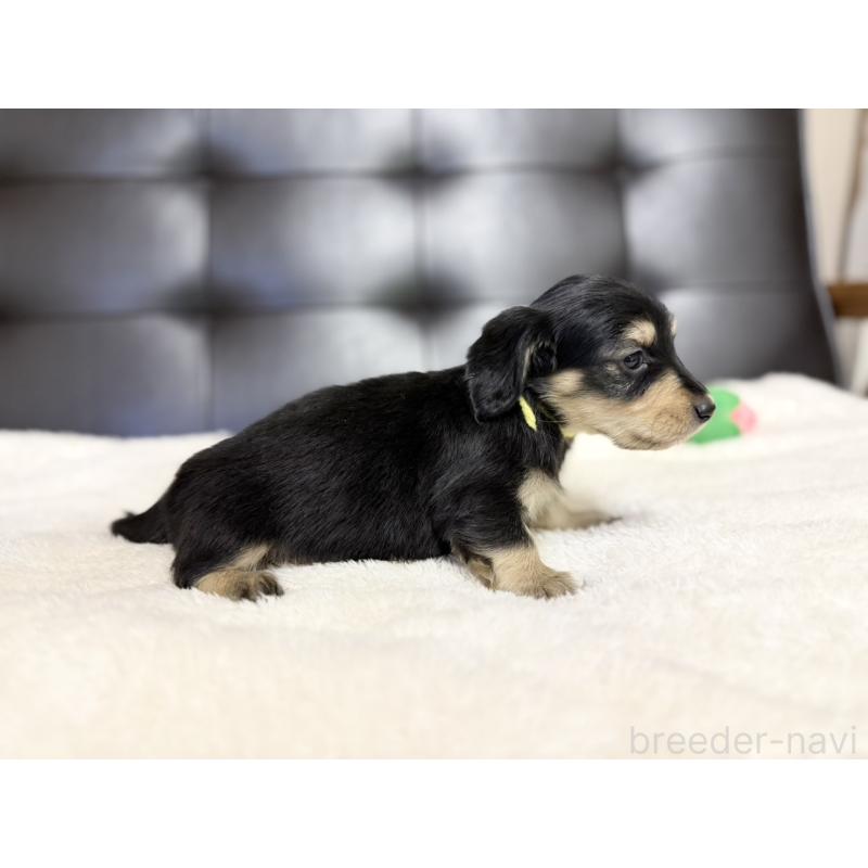 販売中の愛知県のミニチュアダックスフンド(ロングヘアード)-427749の7枚目