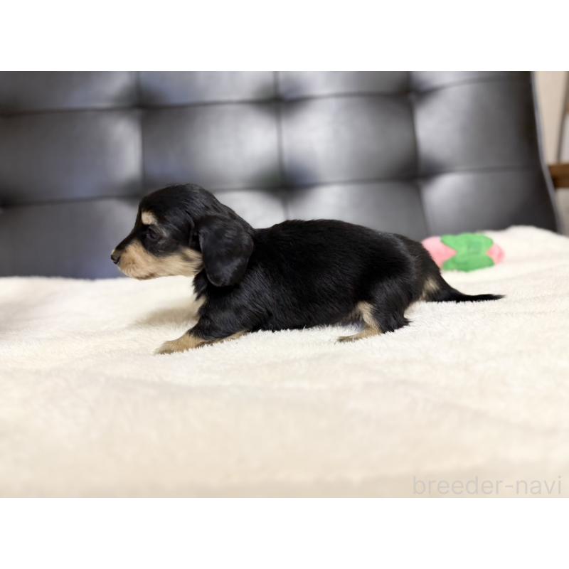 販売中の愛知県のミニチュアダックスフンド(ロングヘアード)-427749の5枚目