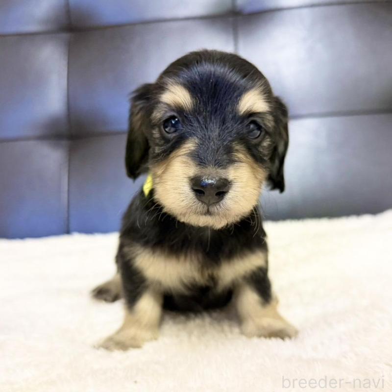 販売中の愛知県のミニチュアダックスフンド(ロングヘアード)-427749