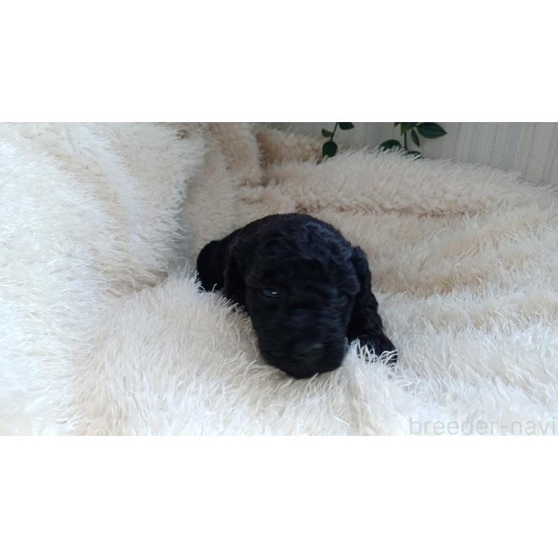 販売中の大阪府のトイプードル-427750の7枚目