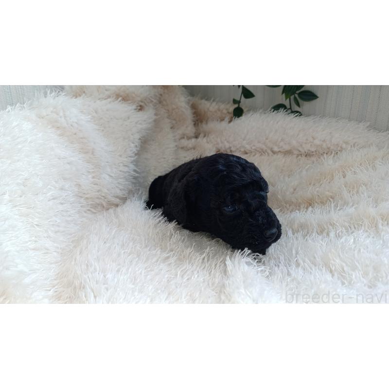 販売中の大阪府のトイプードル-427750の6枚目