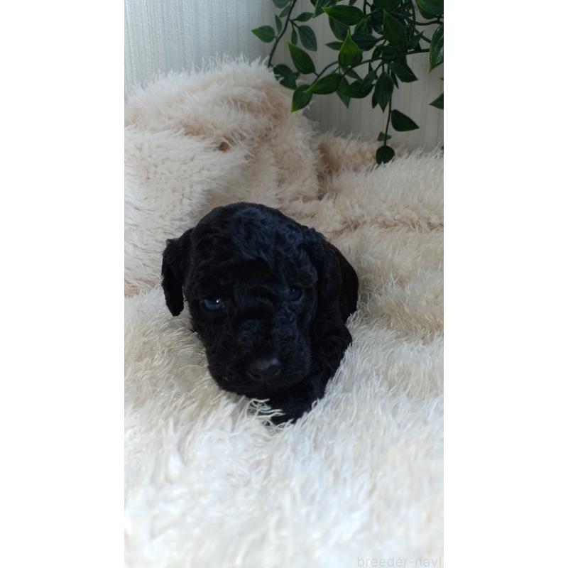 販売中の大阪府のトイプードル-427750の5枚目