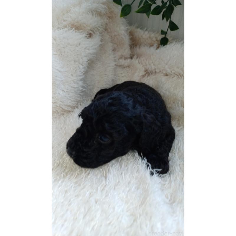 販売中の大阪府のトイプードル-427750の4枚目