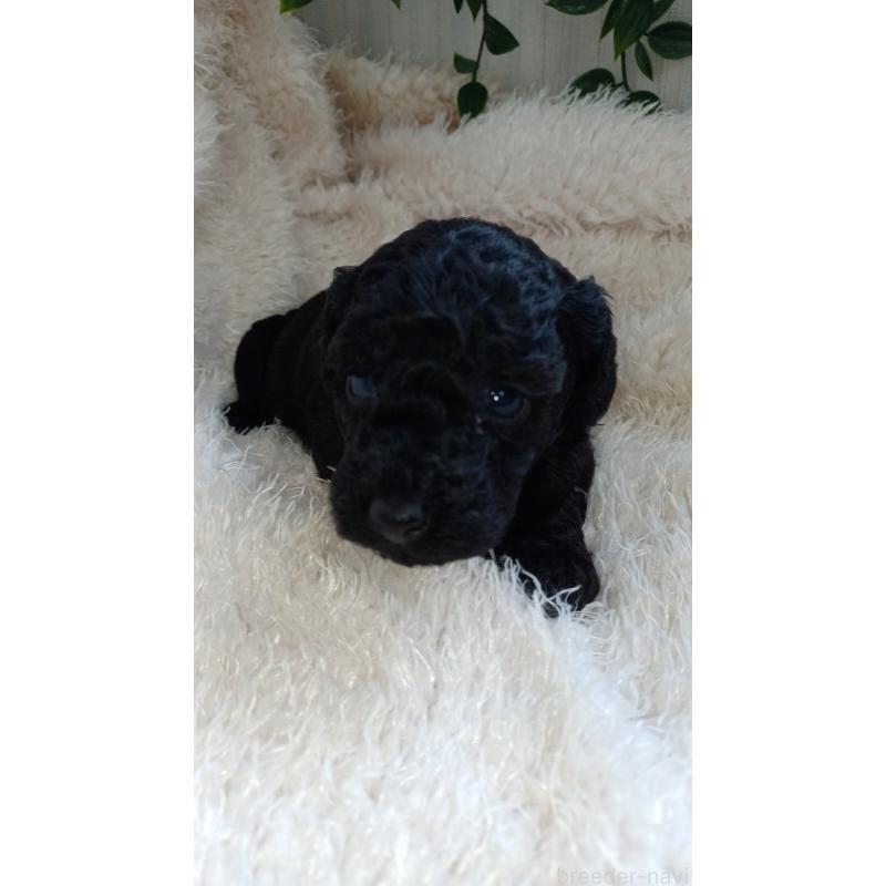 販売中の大阪府のトイプードル-427750の3枚目