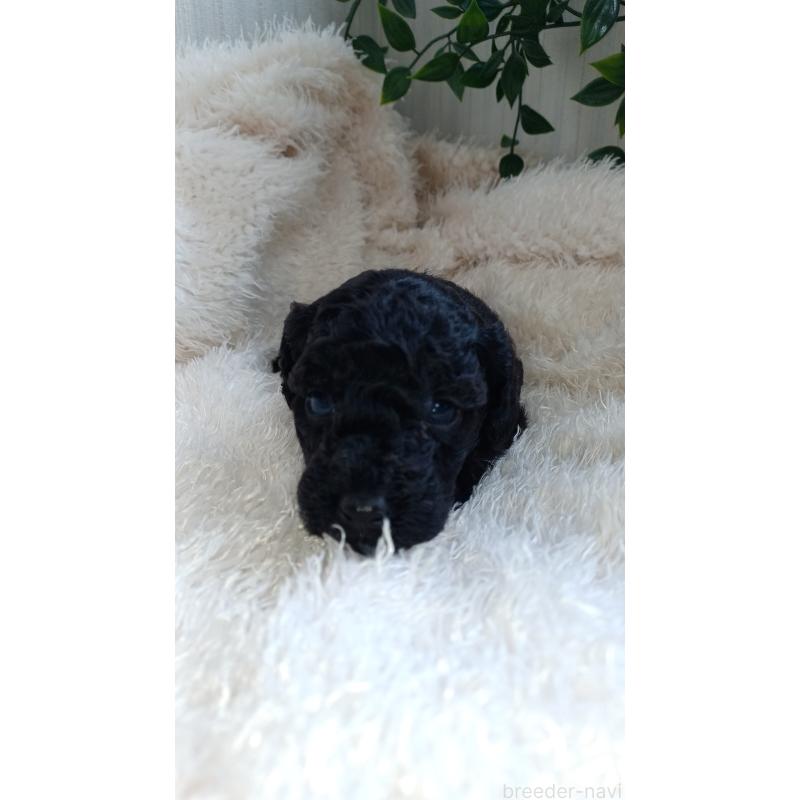 販売中の大阪府のトイプードル-427750の2枚目