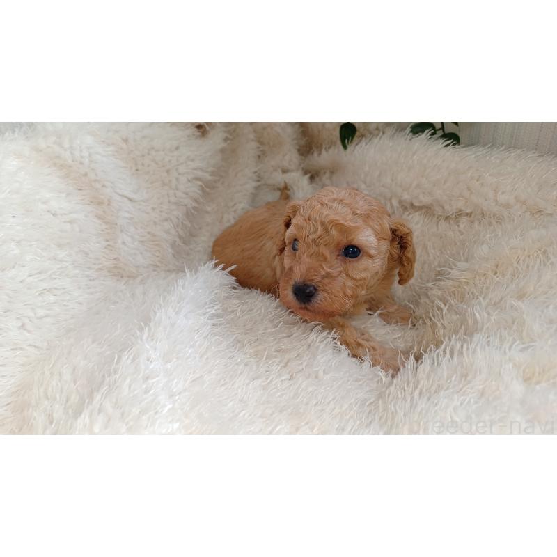 販売中の大阪府のトイプードル-427751の6枚目