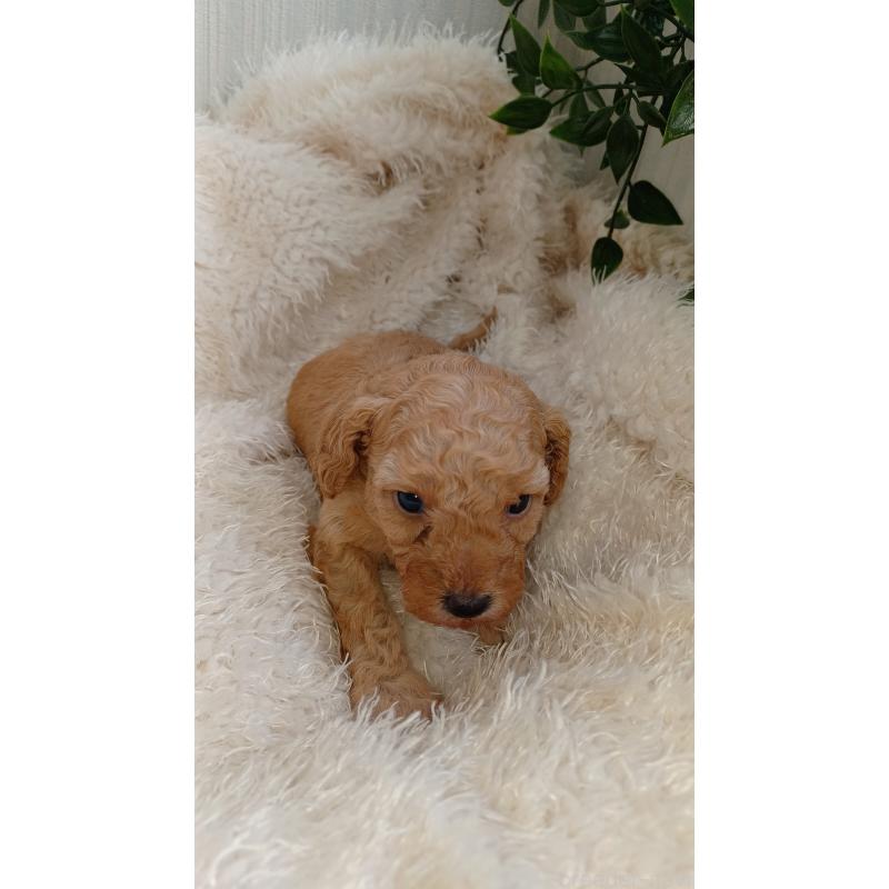 販売中の大阪府のトイプードル-427751の4枚目