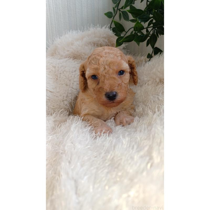 販売中の大阪府のトイプードル-427751の2枚目