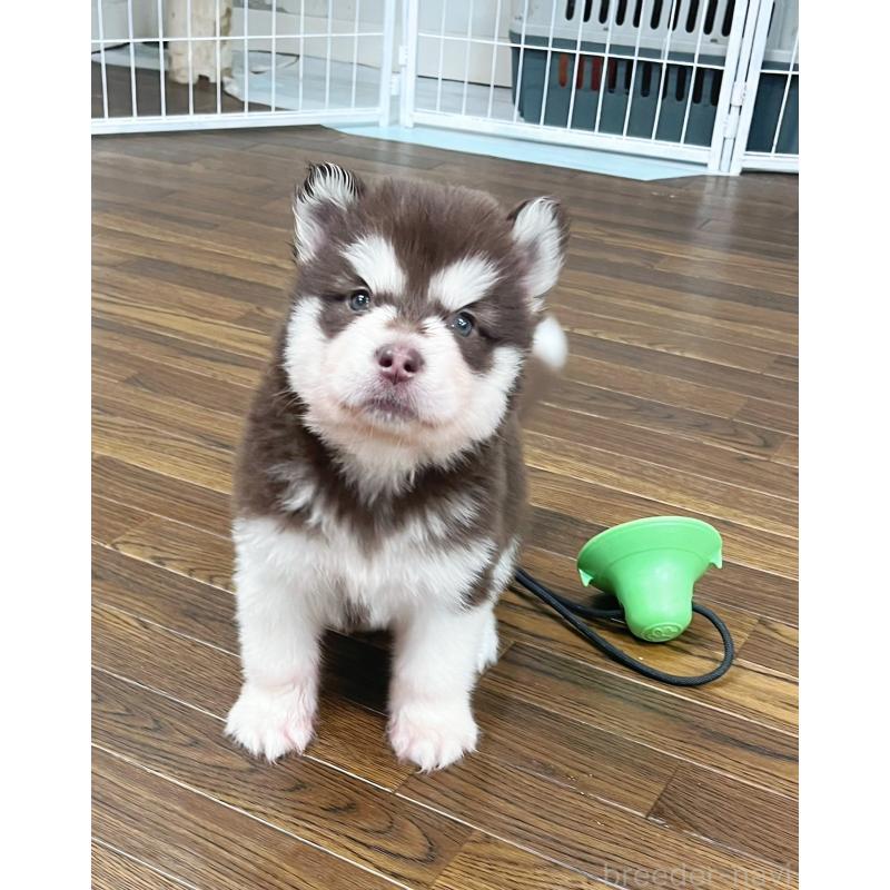 販売中の東京都のアラスカンマラミュート-426577の7枚目