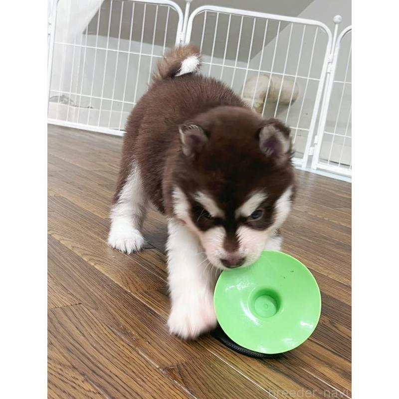 販売中の東京都のアラスカンマラミュート-426577の6枚目