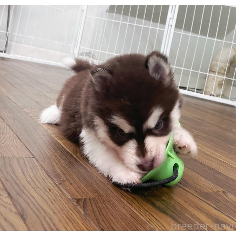 販売中の東京都のアラスカンマラミュート-426577の5枚目