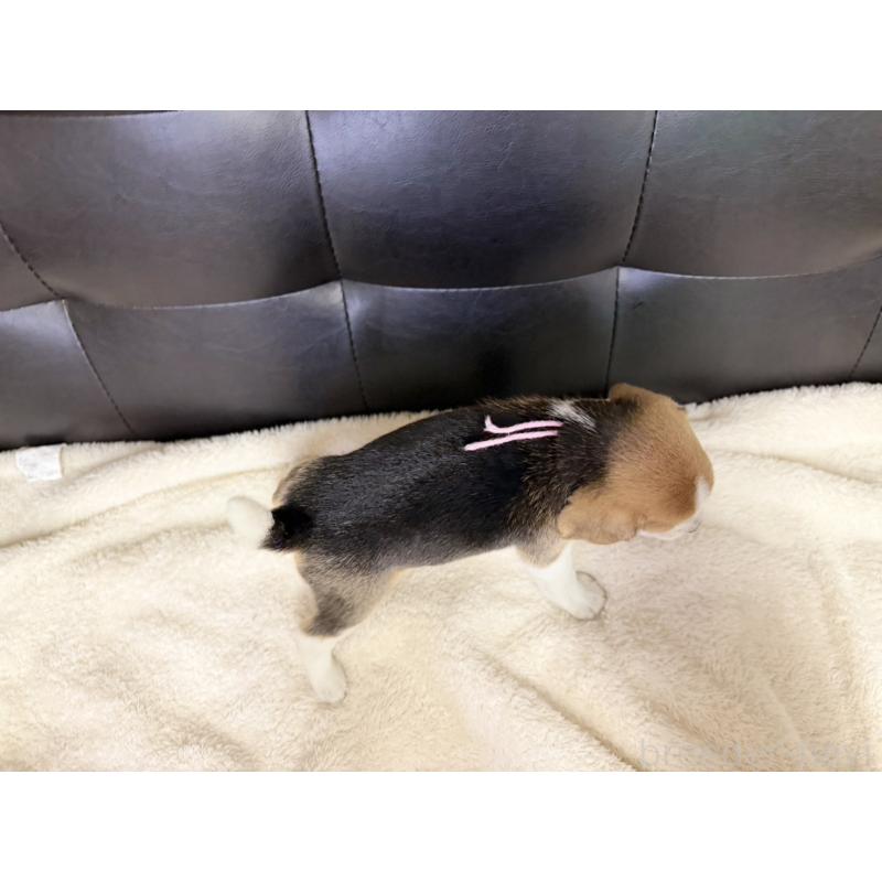 販売中の愛知県のビーグル-427752の4枚目